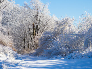 Fresh snow in the cold winter