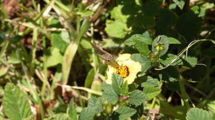 Brown skipper butterfly on a wildflower in Cotacachi, Ecuador