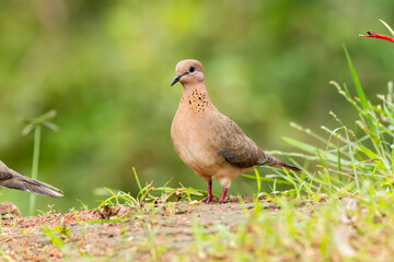 A laughing dove sitting on a small branch of a bush on the outskirts of Bangalore on a cloudy day