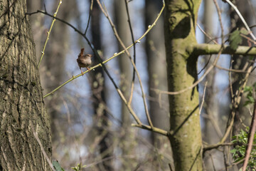 Zaunkönig sitzt auf dem Ast