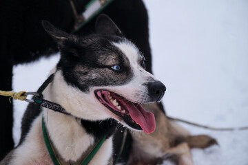 Northern breed of sled dogs, strong and hardy. Bright blue eyes. Black and white Alaskan husky is lying on snow in harness and waiting for start of race.