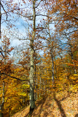 Amazing landscape in fall season