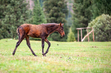 Fototapeta premium Wild horse near traditional Kyrgyz yurts. ala-kul lake Terskey Alatau mountain range, Kyrgyzstan, Central Asia.