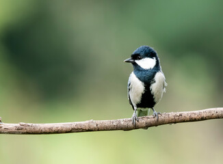 A great tit bird taking bath in a pool of water on the outskirts of Bangalore