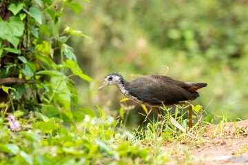 A white breasted waterhen feeding on crumbs on the ground near a pool of water on the outskirts of Bangalore