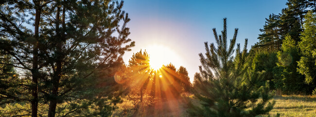 Beautiful spring background with sunset in the forest