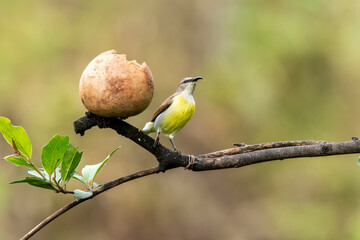 A purple rumped sunbird drinking nectar from a flower on the outskirts of Bangalore