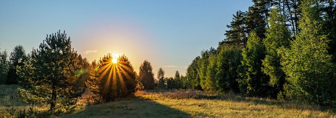 Beautiful spring background with sunset in the forest