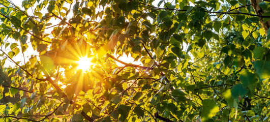Beautiful spring background with sunset in the forest