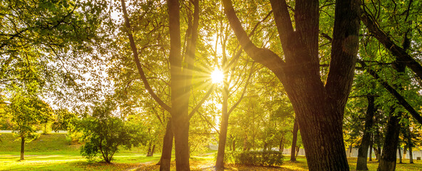 Beautiful spring background with sunset in the forest