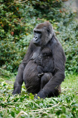 Monkey white baby gorilla