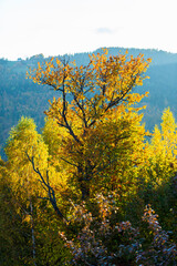 Autumn landscape in the mountains