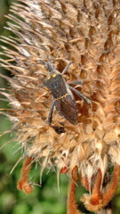 Leaf-footed bug on a dry seed pod in Cotacachi, Ecuador