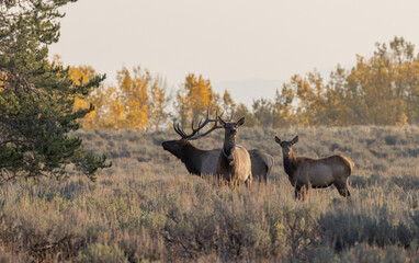 Bull and Cow Elk in the Rut in Autumn in Grand Teton National Park Wyoming