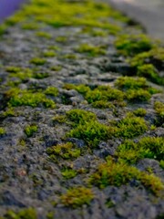 green moss on the stone