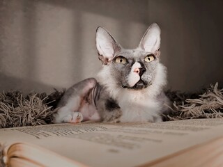 the cat is resting in the afternoon on a book