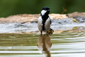 A great tit bird taking bath in a pool of water on the outskirts of Bangalore