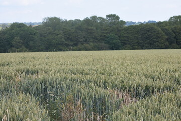 Wheat field, Longford