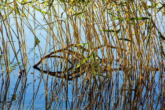 Reeds reflected in autumn cold water