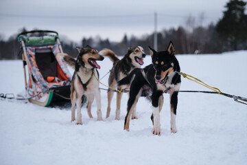 Northern breed of sled dogs, strong and hardy. Intelligent eyes and protruding tongues. Fastest dogs in world. Three Alaskan huskies are standing in harness and waiting for start of race.