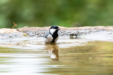 A great tit bird taking bath in a pool of water on the outskirts of Bangalore