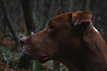 Brown wild and frendly good looking big dog in nature posing with his nose and face perfectly in focus