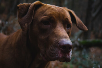 Fototapeta na wymiar Brown wild and frendly good looking big dog in nature posing with his nose and face perfectly in focus
