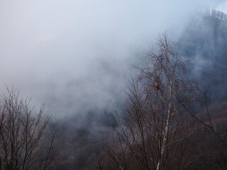 Obraz na płótnie Canvas Autumn morning fog landscape