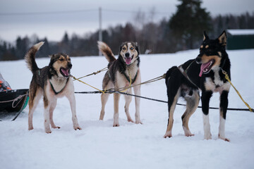 Naklejka premium Northern breed of sled dogs, strong and hardy. Intelligent eyes and protruding tongues. Fastest dogs in world. Three Alaskan huskies are standing in harness and waiting for start of race.