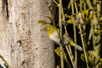 乱立する枝とメジロ