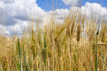 Hordeum vulgare agricultural filed