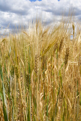 Hordeum vulgare agricultural filed