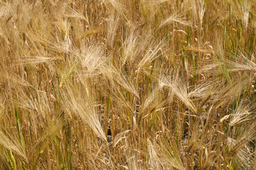 Hordeum vulgare agricultural filed