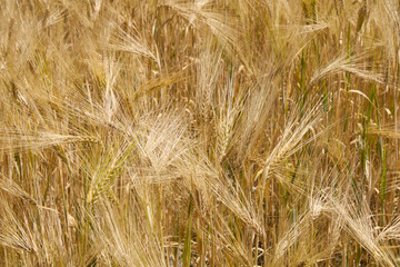 Hordeum vulgare agricultural filed