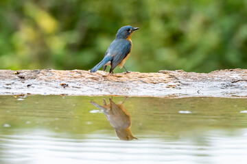 A tickel's blue flycatcher taking bath in a pool of water near a bird hide on the outskirts of Bangalore