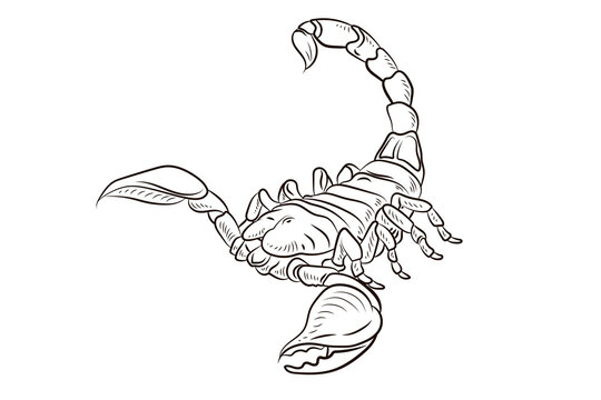 Scorpio. Black and white drawing, coloring for children. Symbol.