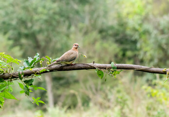 A laughing dove sitting on a small branch of a bush on the outskirts of Bangalore on a cloudy day
