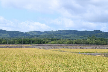 北海道の田舎で実った黄金色の稲穂と青空