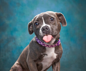 studio shot of a cute dog on an isolated background