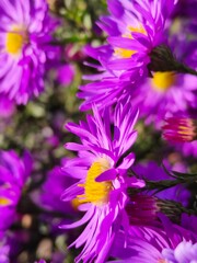 Fototapeta na wymiar purple and yellow flowers