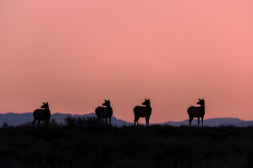 Fototapeta na wymiar Cow Elk Silhouetted at Sunrise in Wyoming in Autumn