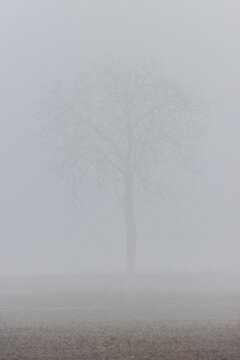 quando gli oggetti diventano ombre nella nebbia