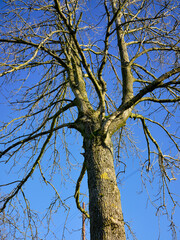 Bare leafed winter Ash tree against a bright blue sky