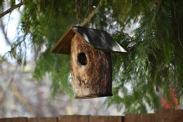 Round, weathered, wooden, hanging, natural birdhouse made from a hollow log, with cedar branches and wooden fence in background.