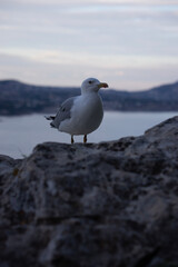 seagull on its rock 