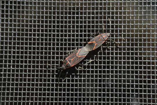Two Boxelder bugs mating. Window screen background.