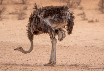 Ostrich in the Kgalagadi