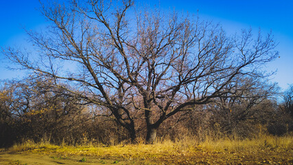 tree in the field