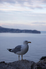 seagull on a rock 