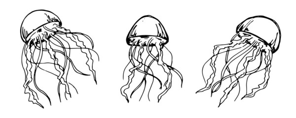 Vector set of hand drawn jellyfish illustration. Cute medusa sketch isolated on white background. For print, web, greeting card, design, decor.
